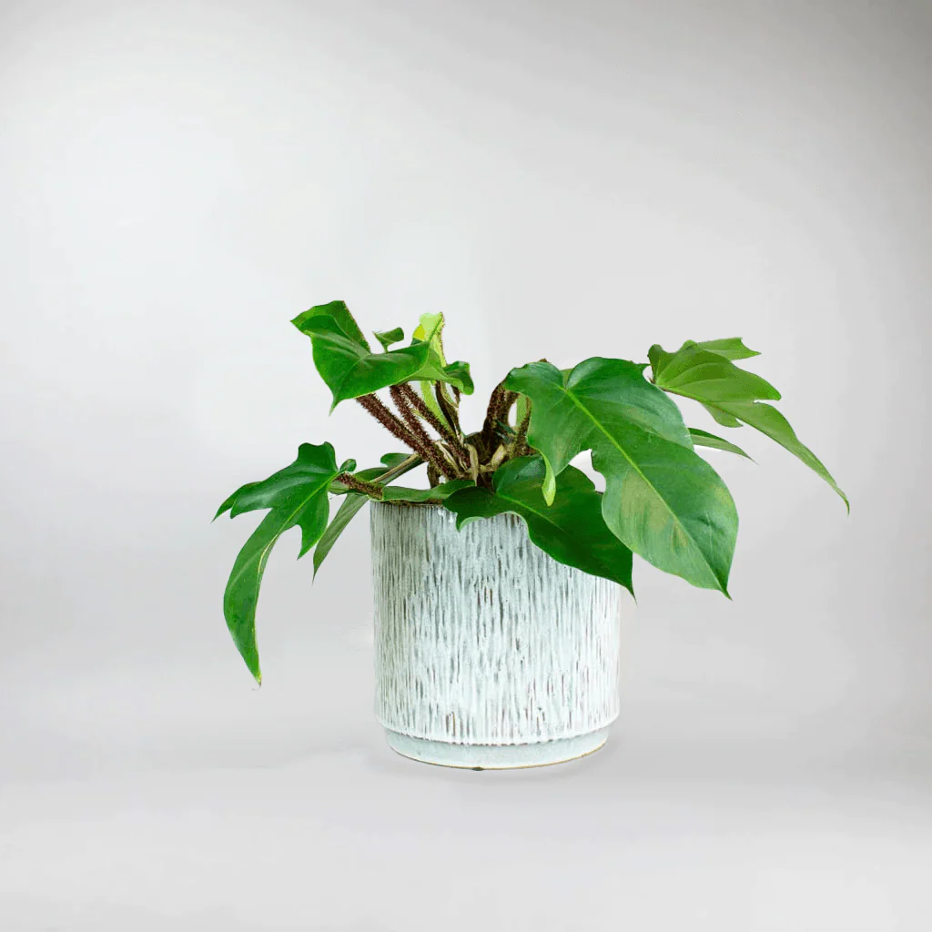 Philodendron 'Tree Hugger' | Philodendron Squamiferum - Image 5