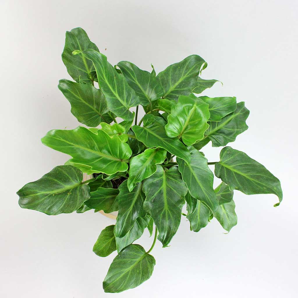 Philodendron Xanadu (14 cm) | Philodendron bipinnatifidum 'Winterbourn' - Image 6