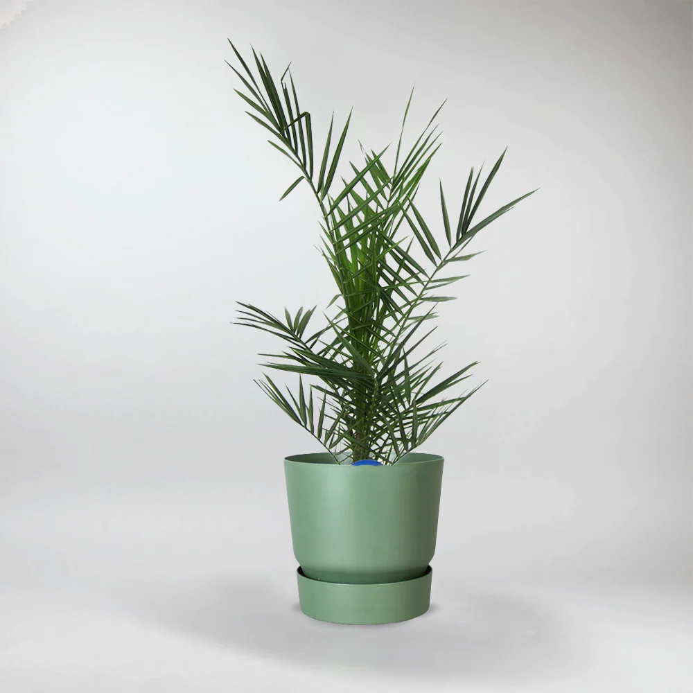 Pineapple Palm | Phoenix Canariensis