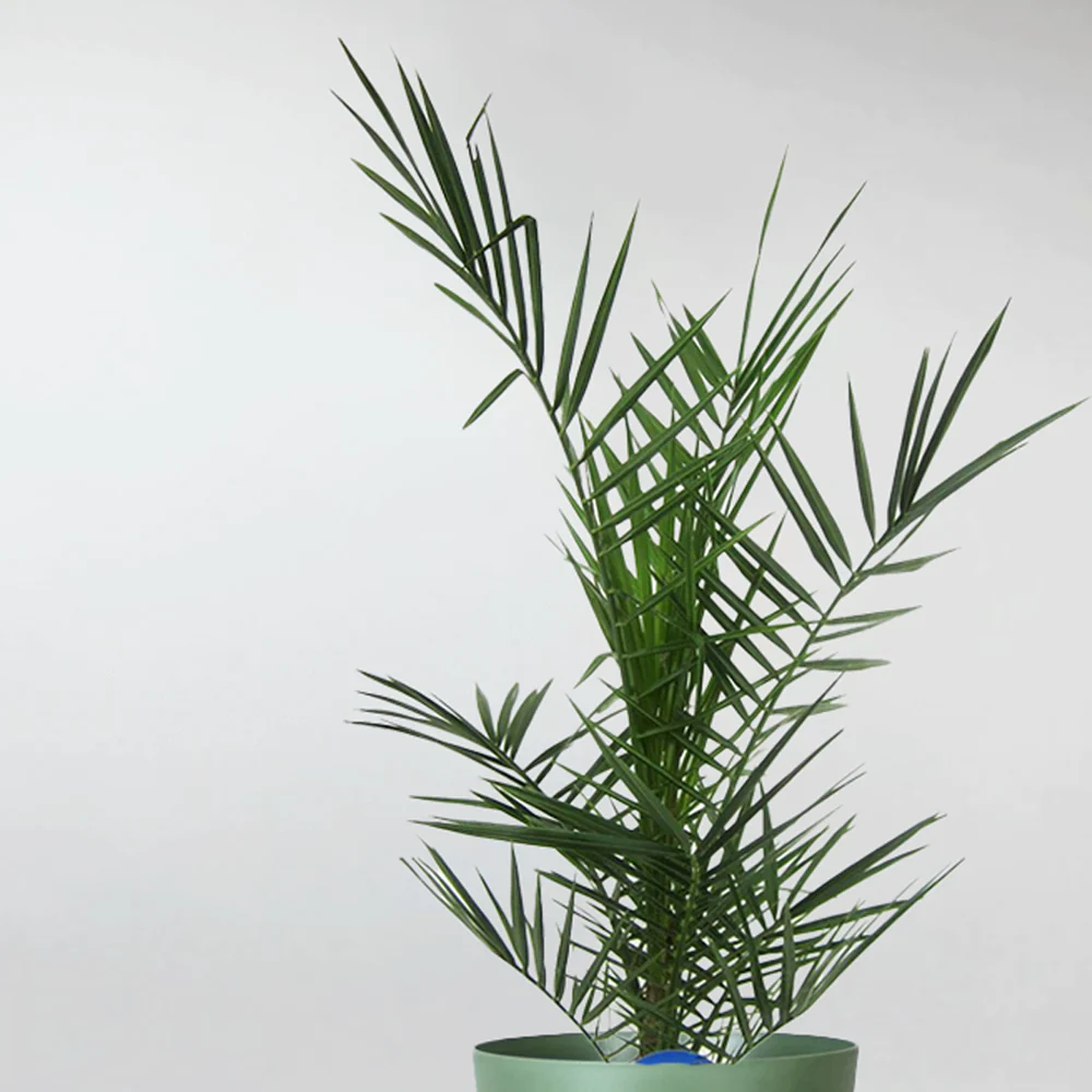 Pineapple Palm | Phoenix Canariensis - Image 2