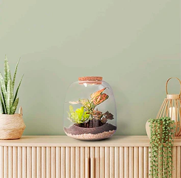Amazonian Plant Terrarium DIY Kit | Build your Miniature Ecosystem - Image 3