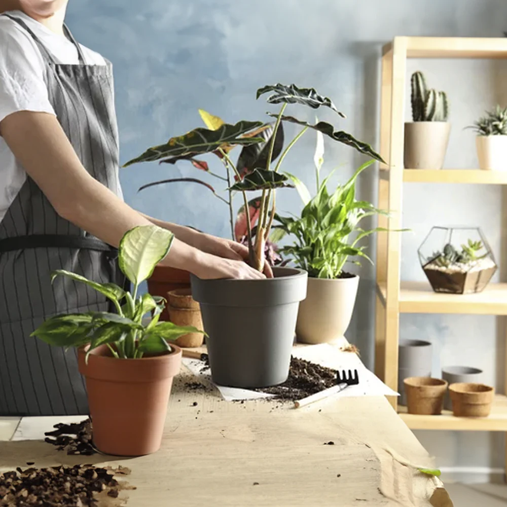 Plant Subscription Box - Image 3