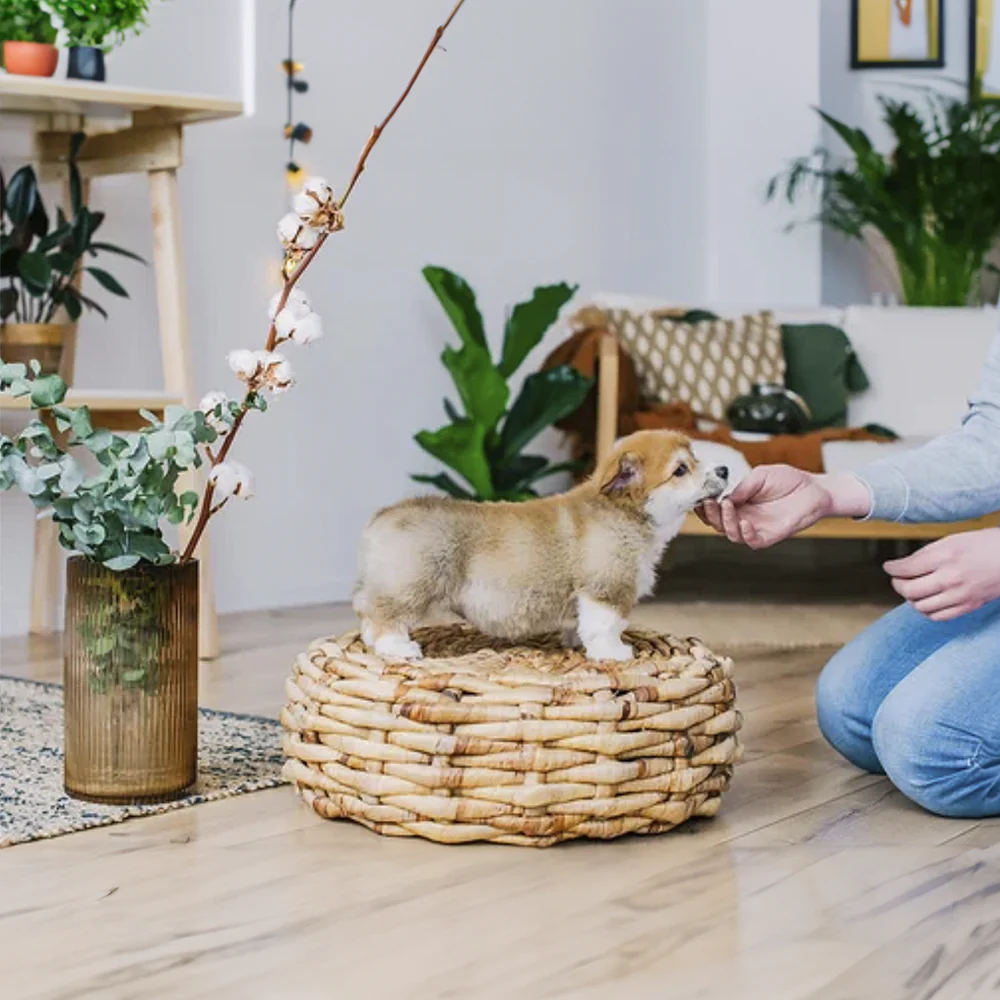 Plant Subscription Box - Image 5