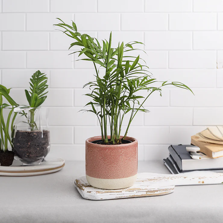 Plant Subscription Box - Image 4