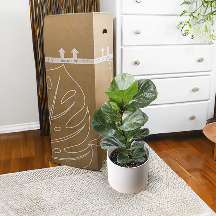 Plant Subscription Box Annually - Image 4
