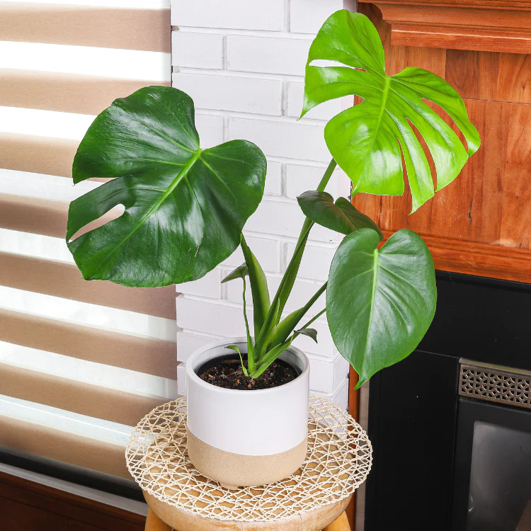 Plant Subscription Box Annually - Image 5