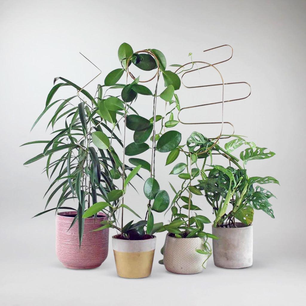 Plant Support - Image 3