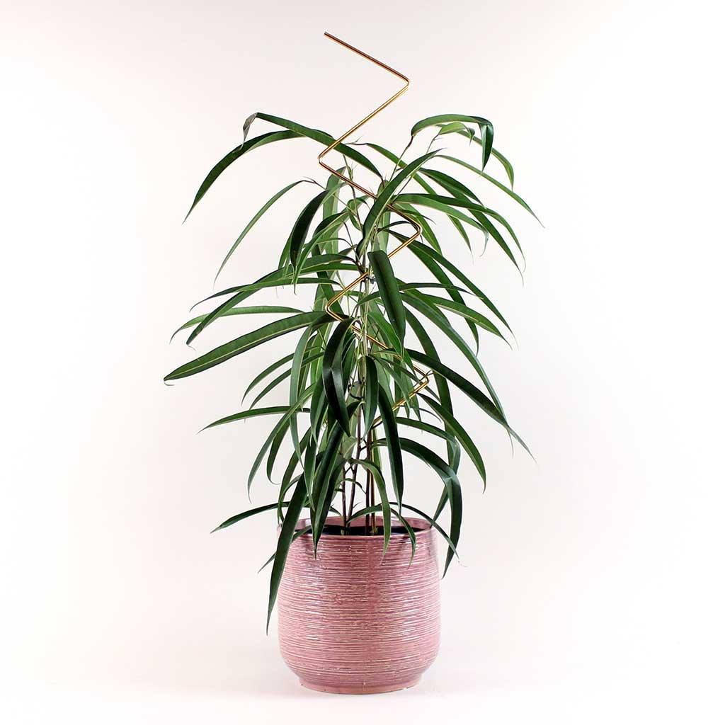 Plant Support - Image 5