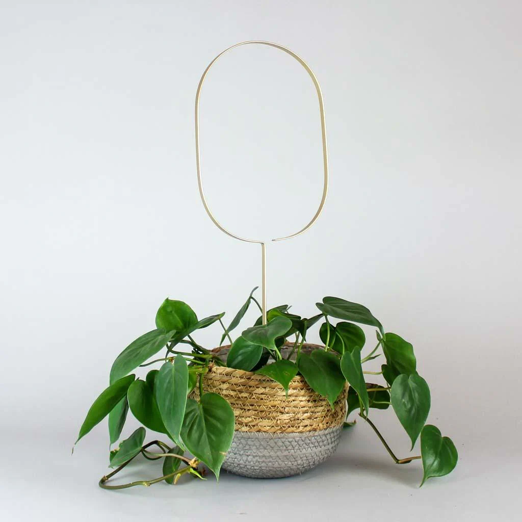 Plant Support - Image 6