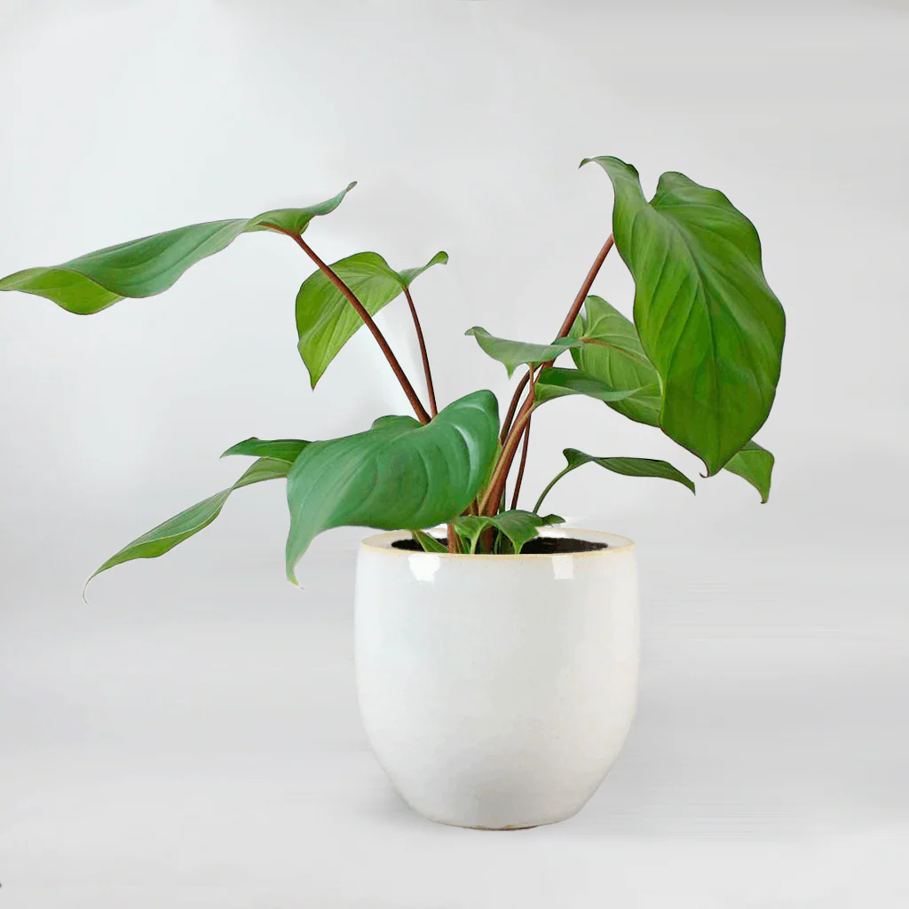 Queen of Hearts | Homalomena rubescens 'Maggy'