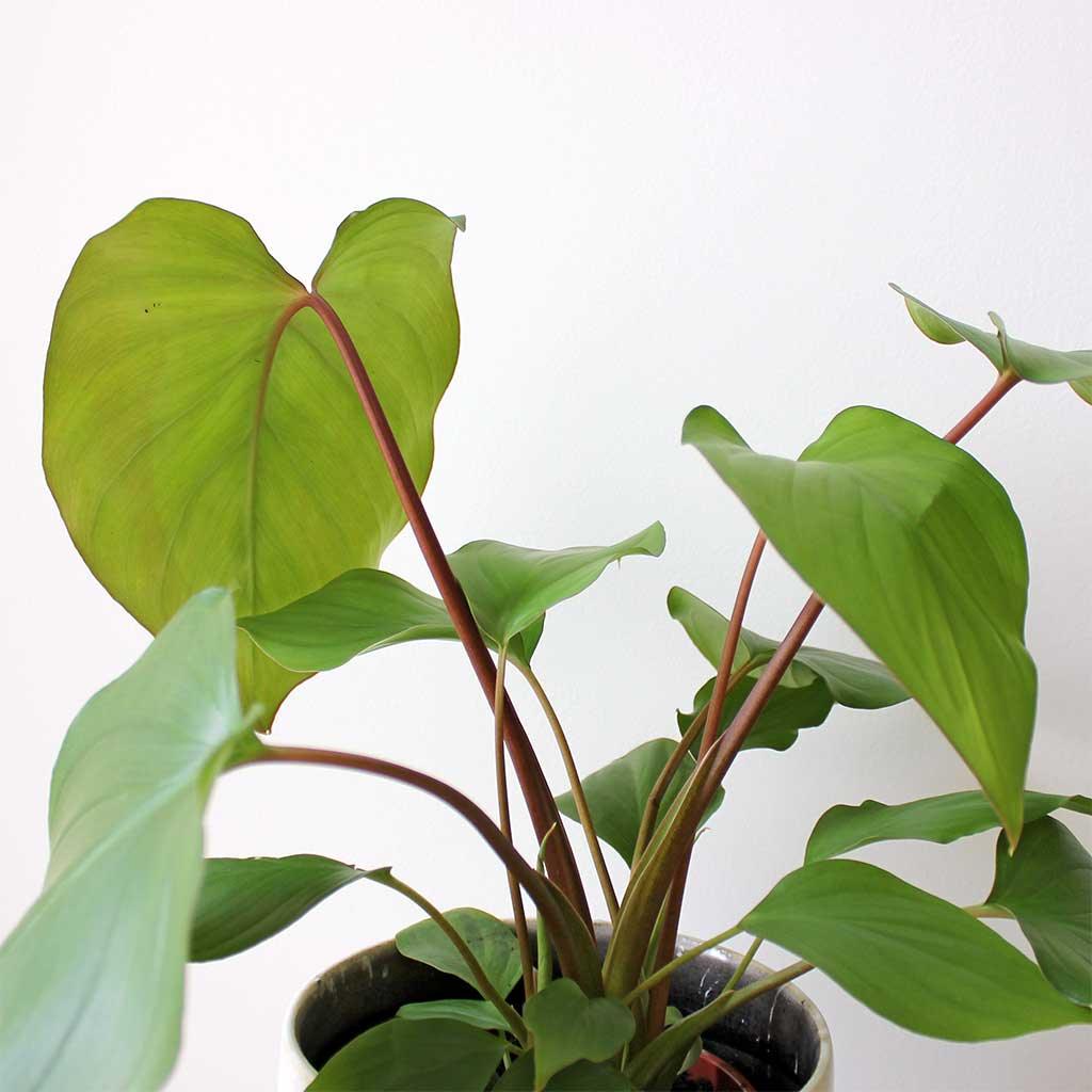 Queen of Hearts | Homalomena rubescens 'Maggy' - Image 2