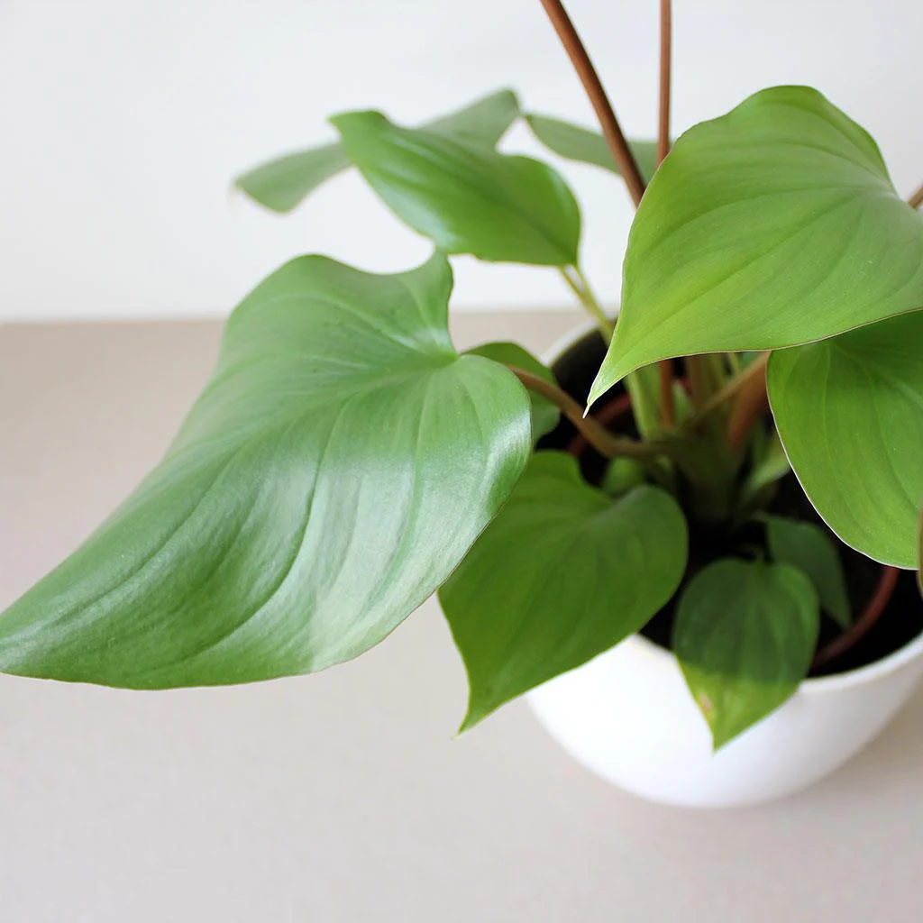 Queen of Hearts | Homalomena rubescens 'Maggy' - Image 3