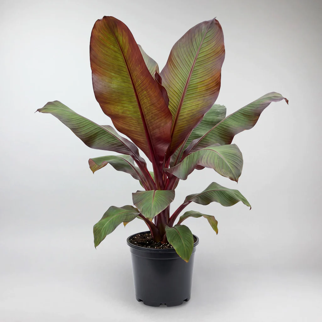 Outdoor Plants