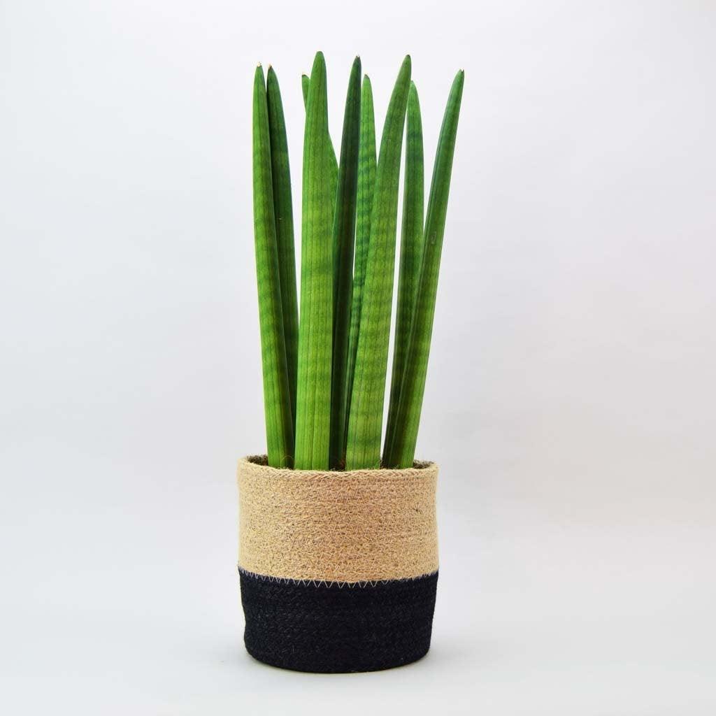 Cylindrical Snake Plant | Sansevieria Cylindrica - Image 3