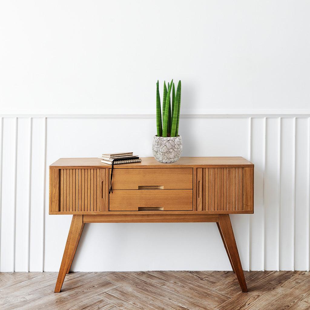 Cylindrical Snake Plant | Sansevieria Cylindrica - Image 4