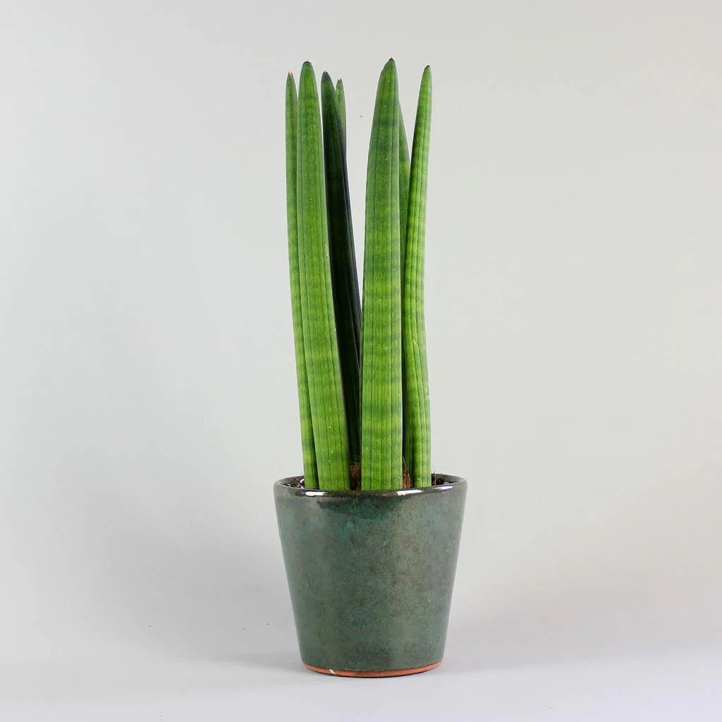 Cylindrical Snake Plant | Sansevieria Cylindrica - Image 5