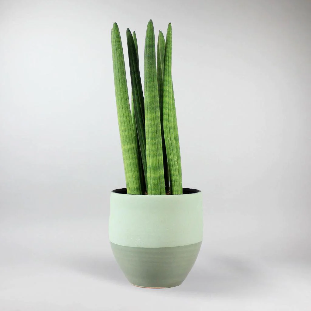 Cylindrical Snake Plant | Sansevieria Cylindrica - Image 6