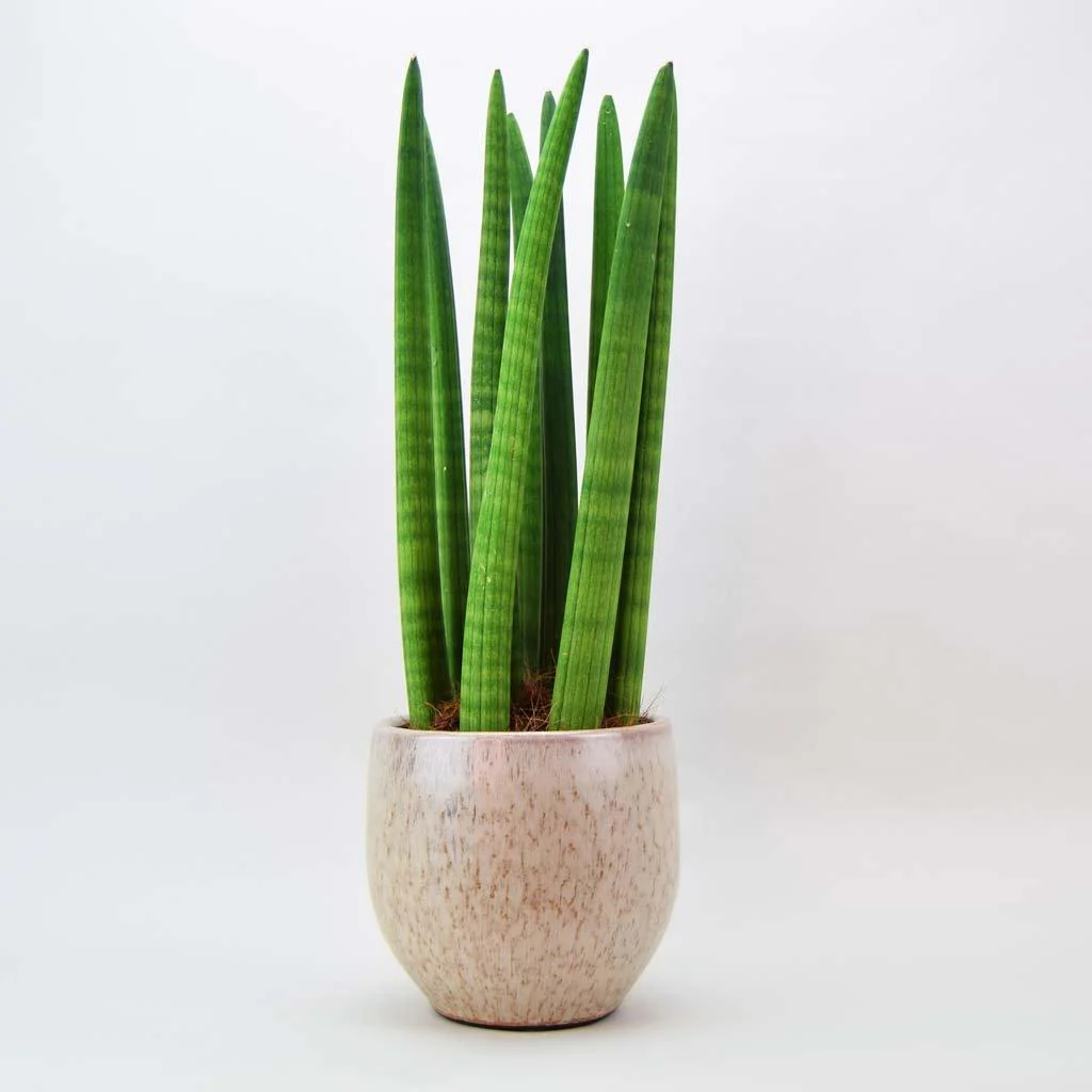 Cylindrical Snake Plant | Sansevieria Cylindrica - Image 7