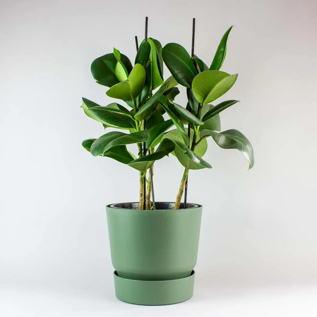 Rubber Plant 'Robusta' - Ficus elastica 'Robusta' 14 cm Medium