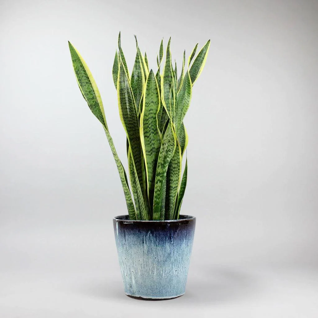 Snake Plant Laurentii | Sansevieria trifasciata 'Laurentii' - Image 3