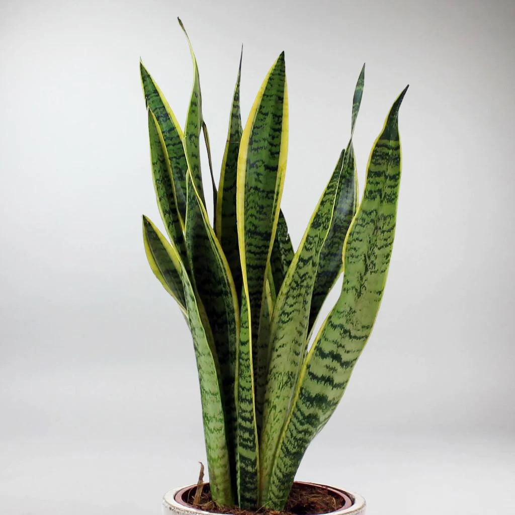 Snake Plant Laurentii | Sansevieria trifasciata 'Laurentii' - Image 4