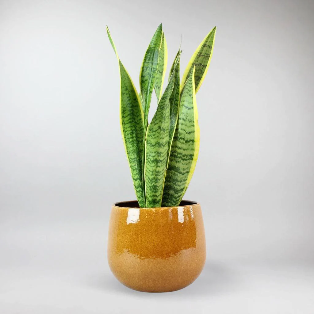 Snake Plant Laurentii | Sansevieria trifasciata 'Laurentii' - Image 6