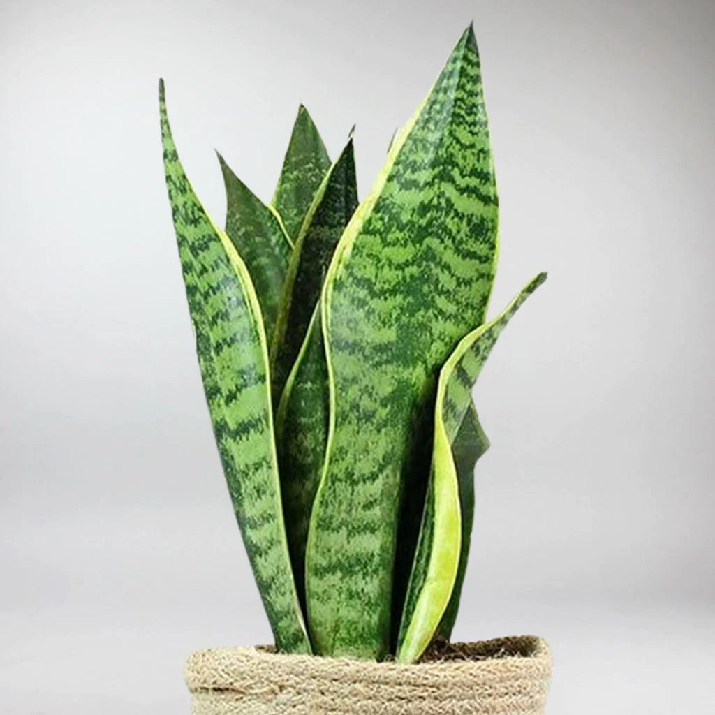 Mother-in-Law's Tongue | Sansevieria Futura Superba - Image 3