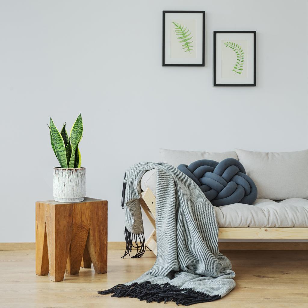 Mother-in-Law's Tongue | Sansevieria Futura Superba - Image 4