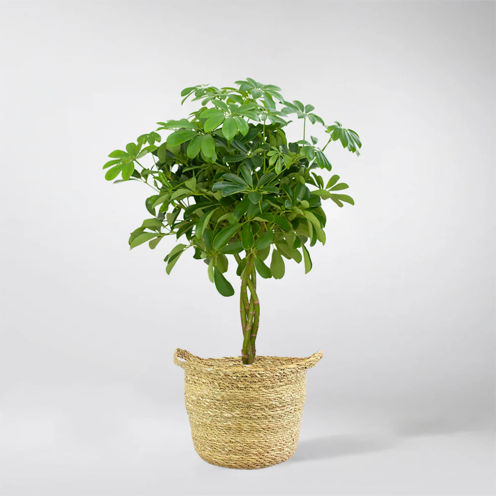 Schefflera Arboricola Nora