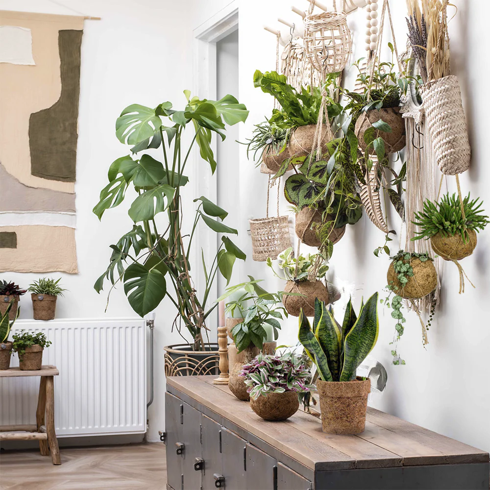 Set: Sedum Makinoi with Eco Coconut Pot | Sedum Makinoi - Image 3