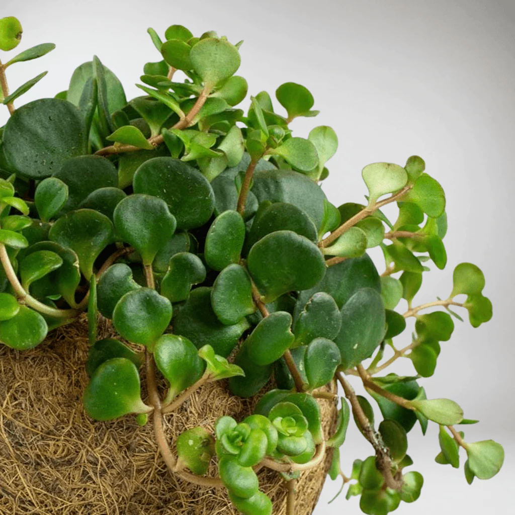 Set: Sedum Makinoi with Eco Coconut Pot | Sedum Makinoi - Image 4