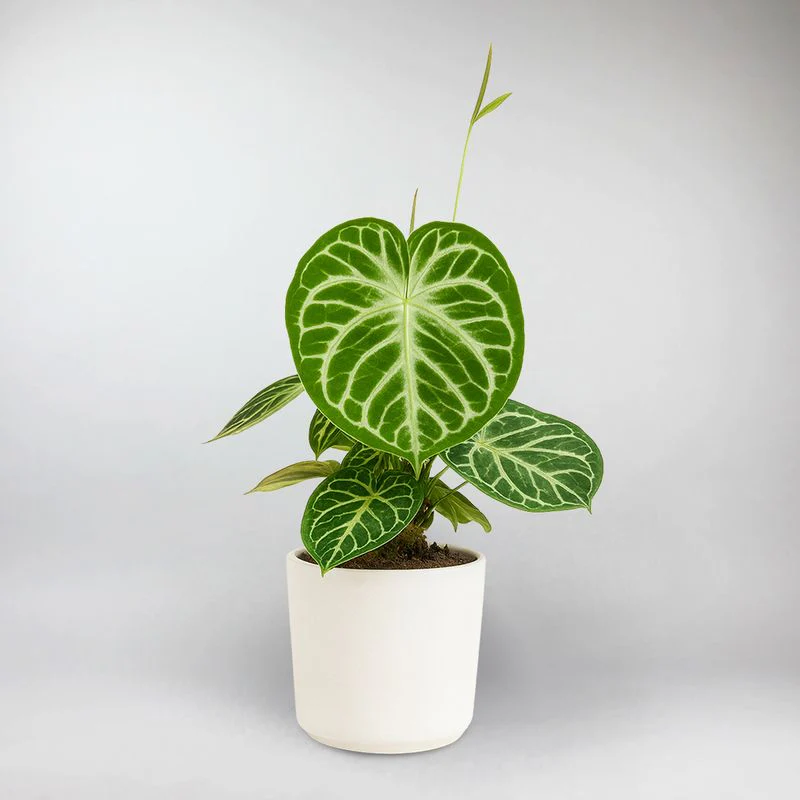 Silver Blush Anthurium | Anthurium Silver Blush