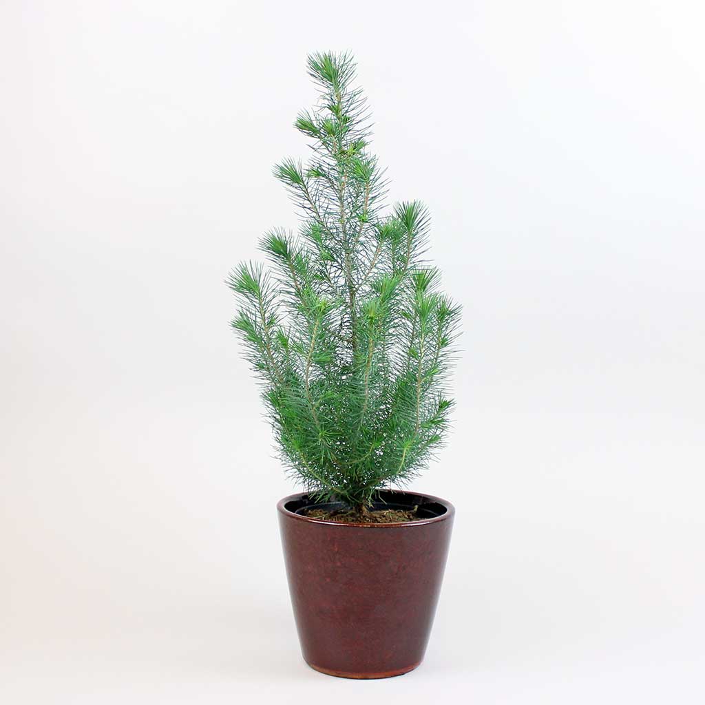 Silver Crest | Pinus pinea 'Silver Crest' - Image 3