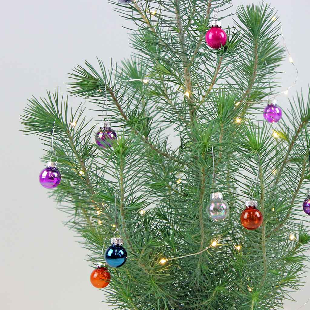 Silver Crest | Pinus pinea 'Silver Crest' - Image 4