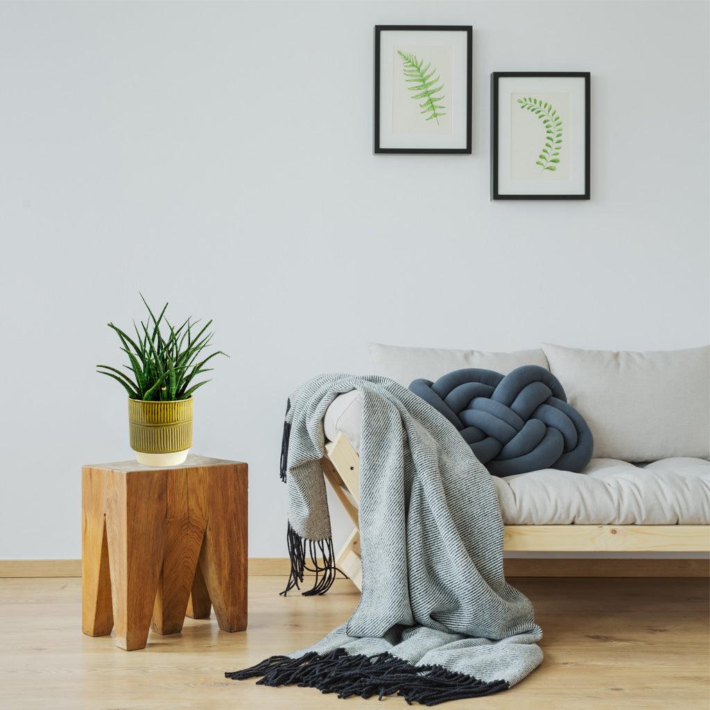 Snake Plant 'Fernwood Mikado' | Sansevieria 'Fernwood Mikado' - Image 3