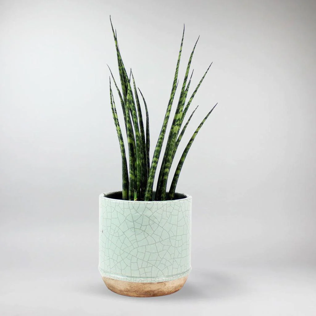 Snake Plant 'Fernwood Mikado' | Sansevieria 'Fernwood Mikado' - Image 4