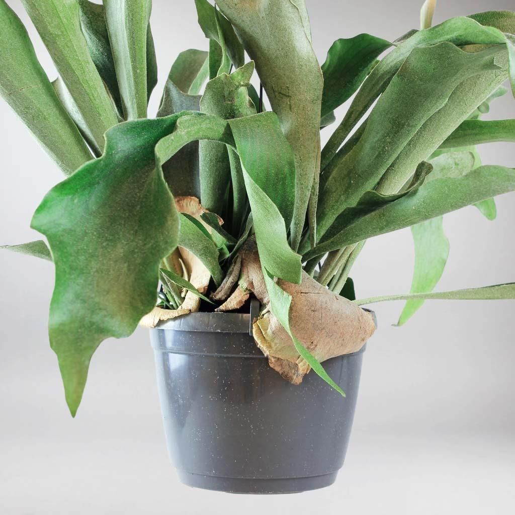 Staghorn Fern | Platycerium Bifurcatum - Image 3