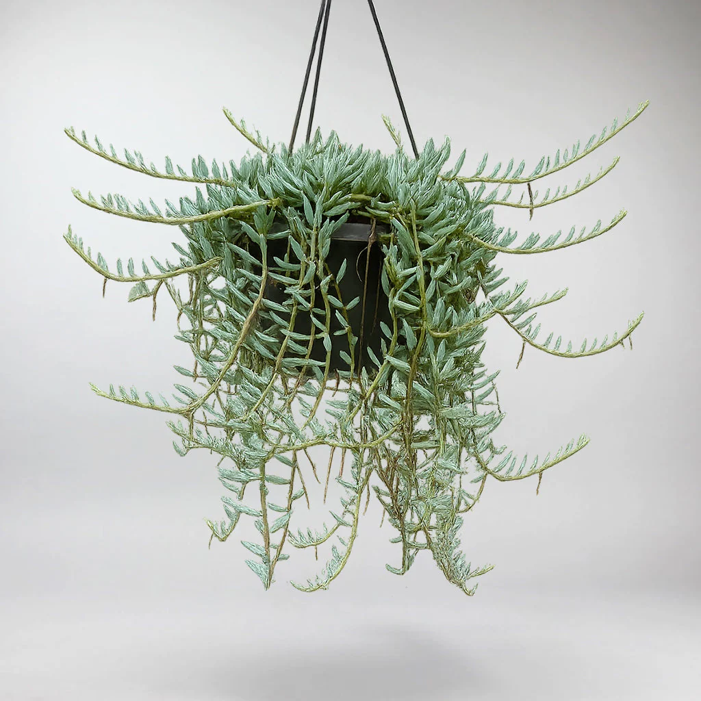 String of Bananas | Senecio Halianus