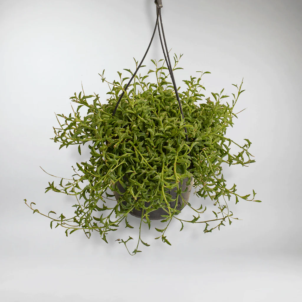 String of Dolphins | Senecio Peregrinus - Image 3