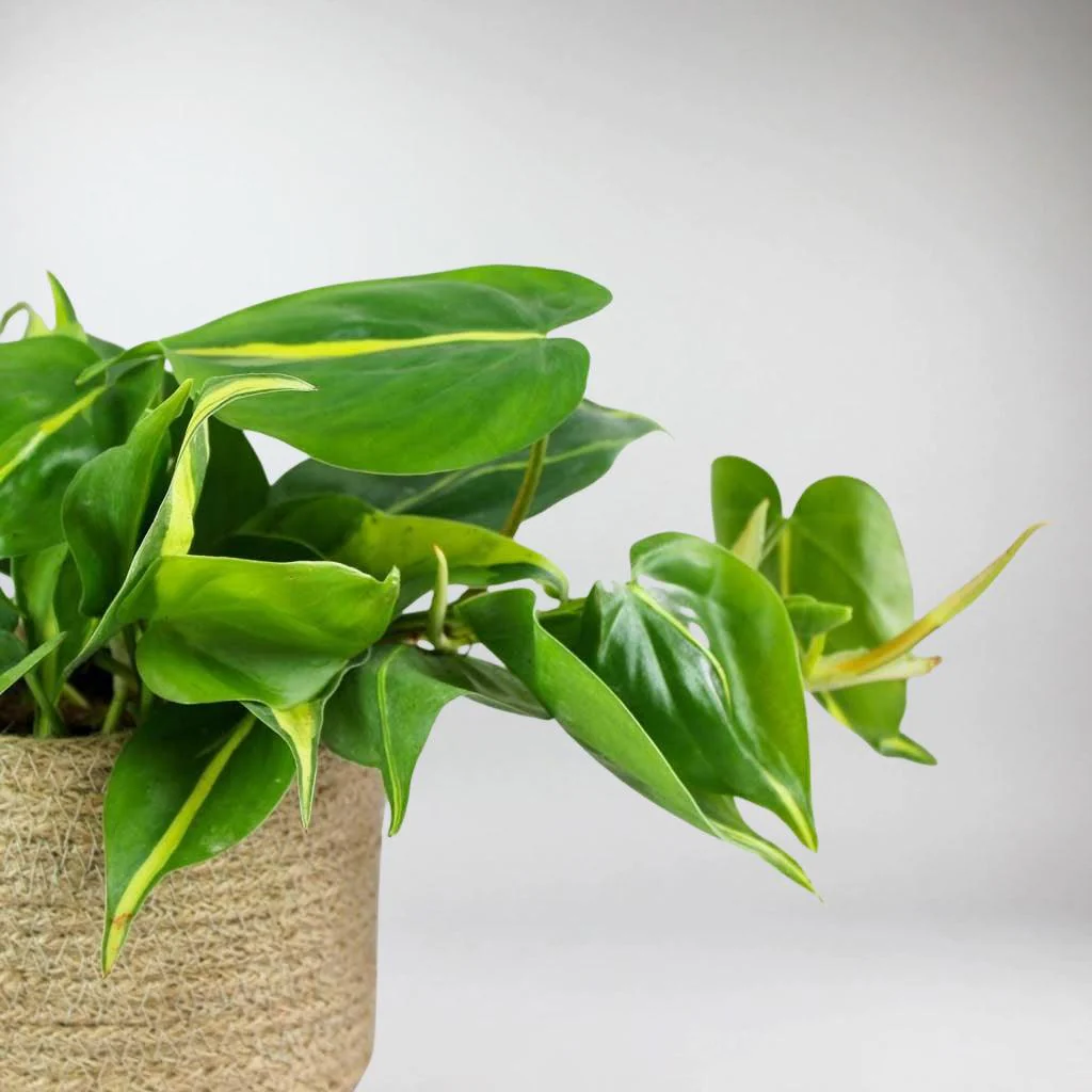 Philodendron 'Sweetheart Brazil' | Philodendron Scandens 'Brasil' - Image 3