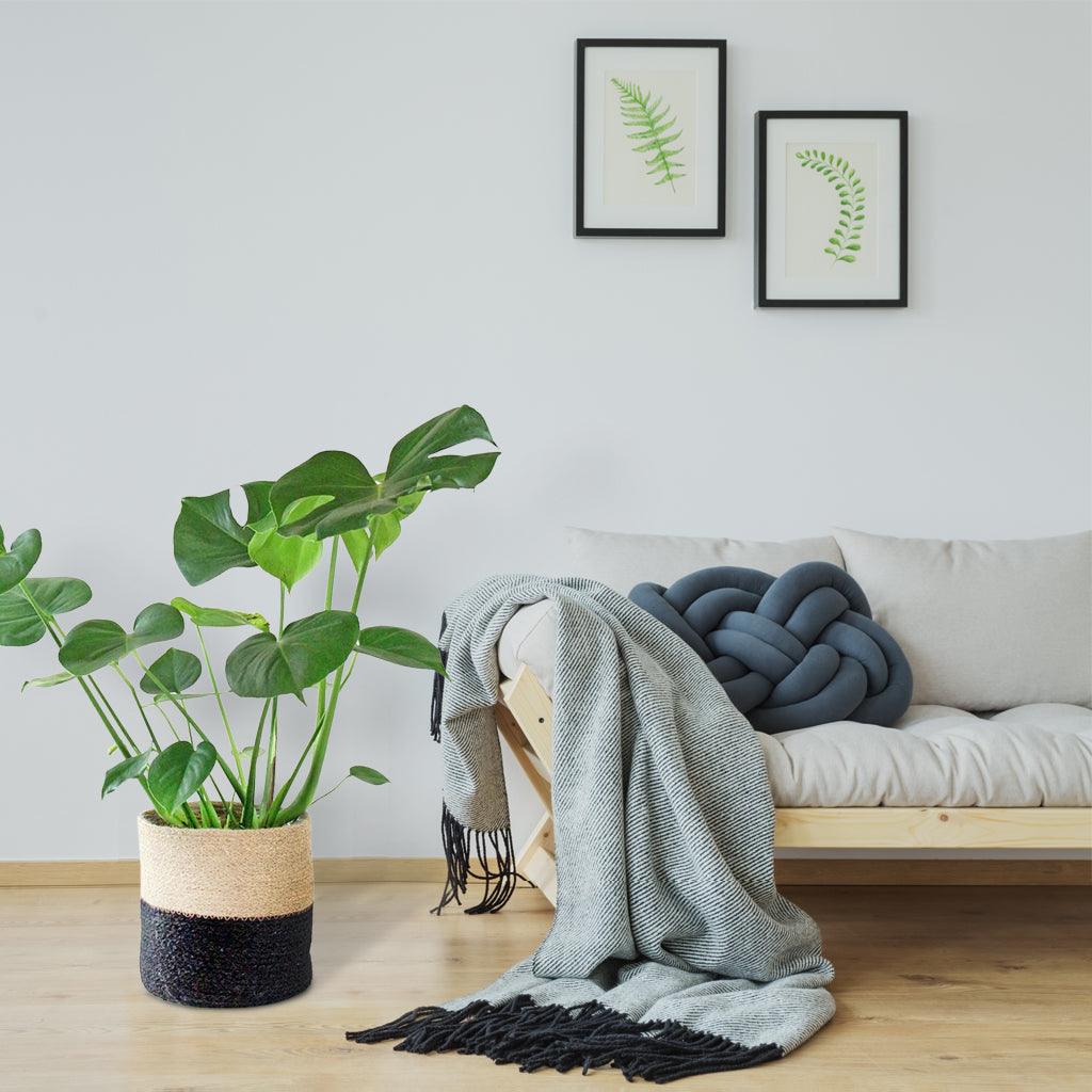 Large Swiss Cheese Plant | Monstera Deliciosa - Image 3