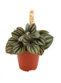 Terrarium Plants - Jungle
