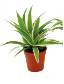 Terrarium Plants - Jungle - Image 2