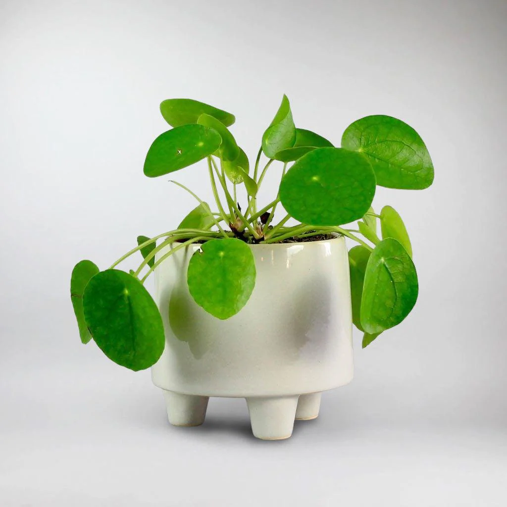 3 Legged Ceramic Pot  'Troika' - Image 7