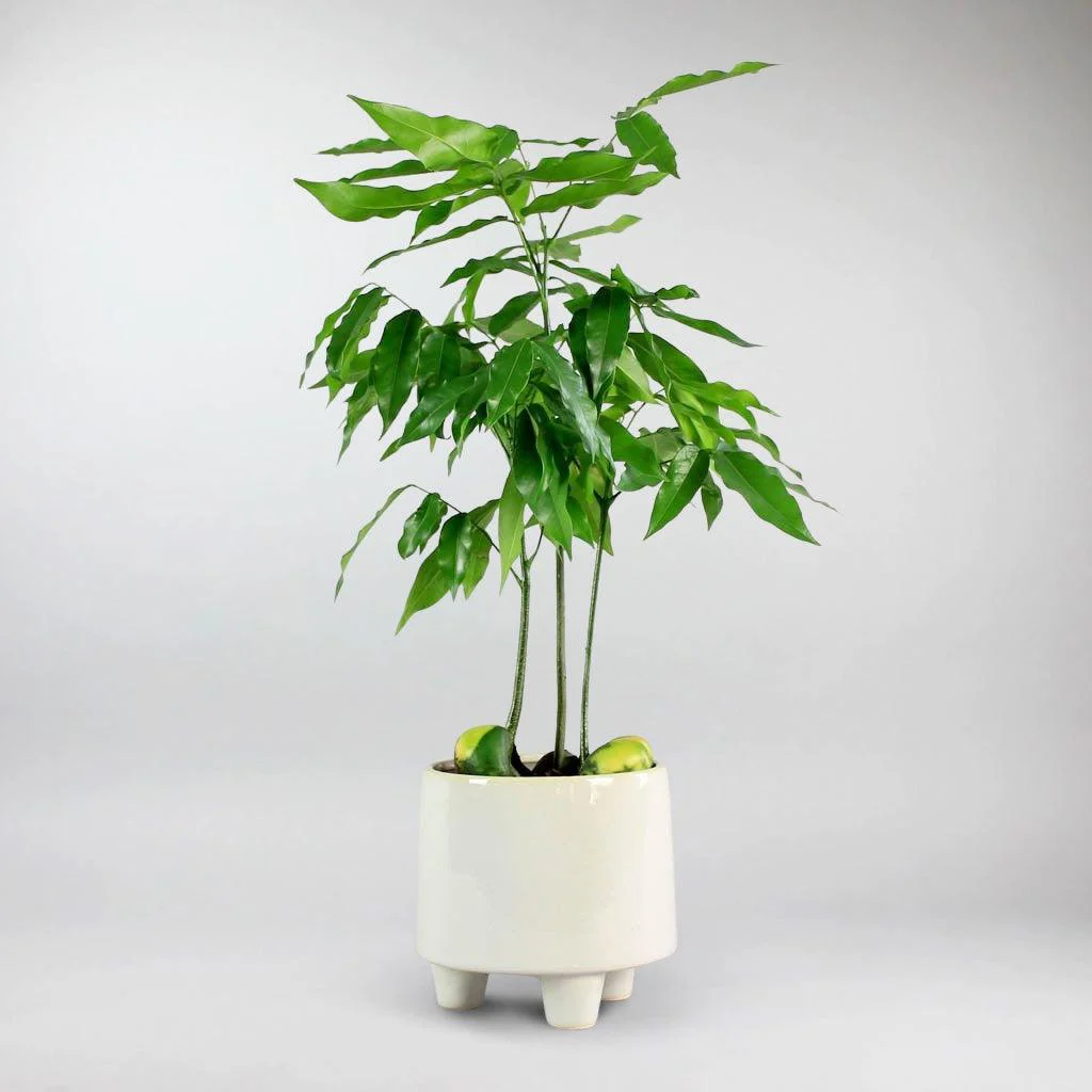3 Legged Ceramic Pot  'Troika' - Image 8