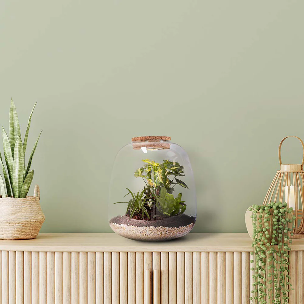 Tropical Plant Terrarium DIY Kit | Build your Miniature Ecosystem - Image 3