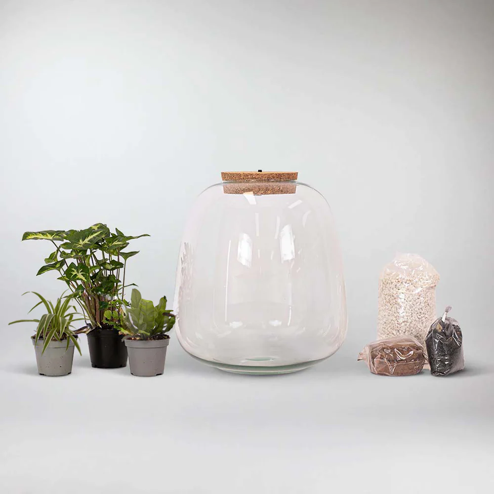 Tropical Plant Terrarium DIY Kit | Build your Miniature Ecosystem - Image 4