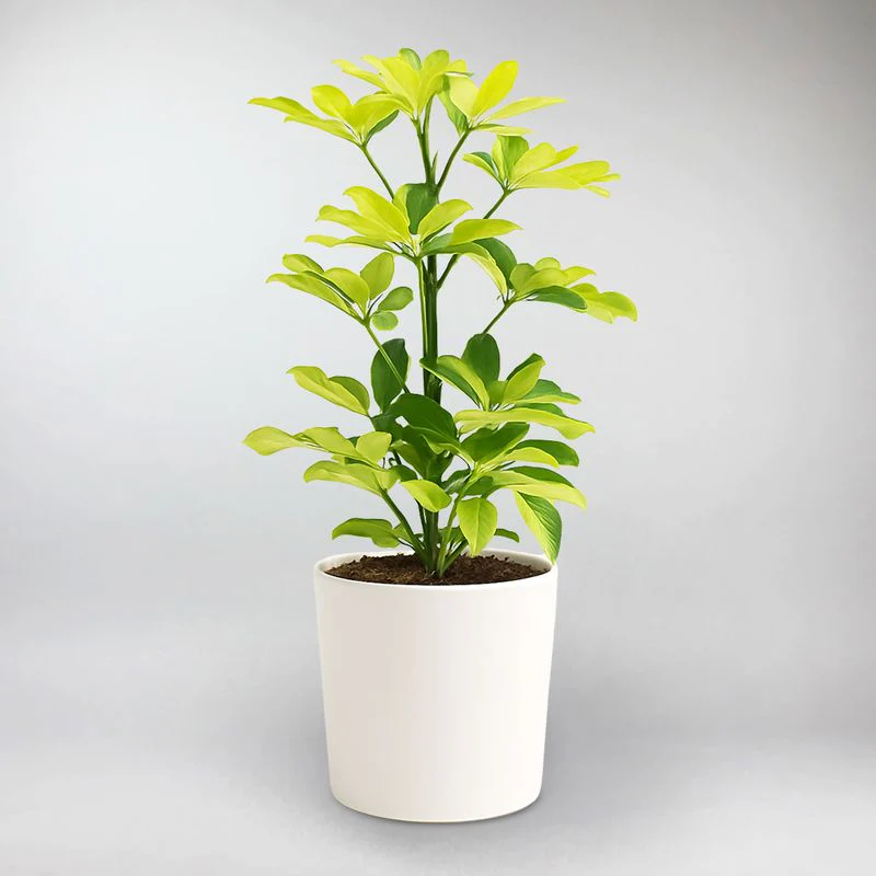 Umbrella Plant Melanie | Schefflera Melanie