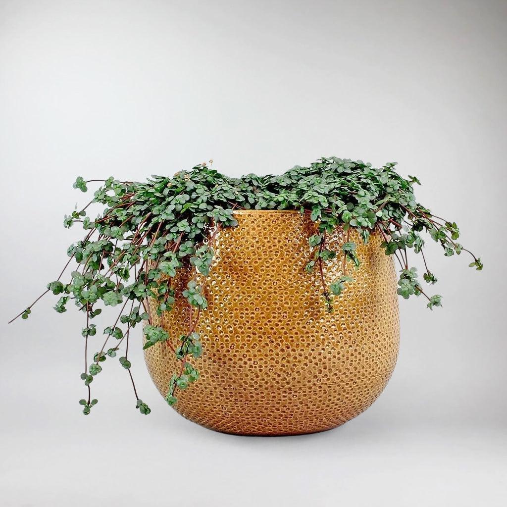 Ochre Ceramic Pot 'Venti' Ø 15.5 cm - Image 4
