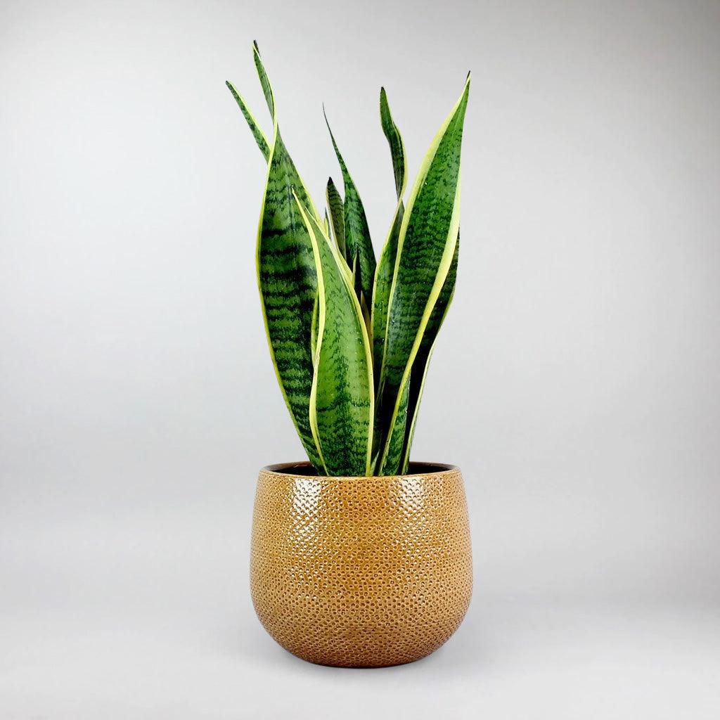 Ochre Ceramic Pot 'Venti' Ø 15.5 cm - Image 5